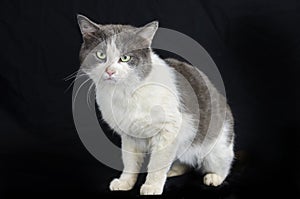 White and Gray Cat with Green eyes