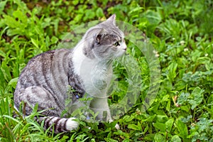 White and gray cat with green eyes sitting in bright grass.Beautiful pet  looking attentively to the right side.Close up
