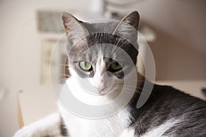 White and gray cat with green eyes on the table staring straight ahead blankly