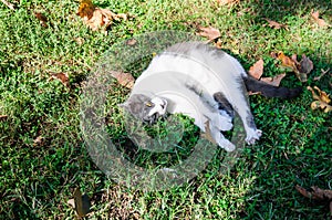 White and gray cat on the green grass in the park
