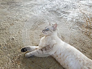 white and gray cat laying on a concrete floor