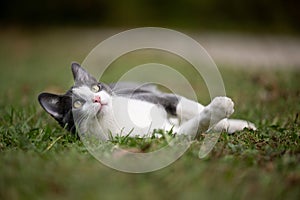 White and gray cat laying in the grass