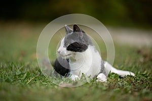 White and gray cat laying in the grass