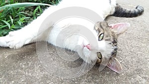 White-gray cat lying on the concrete