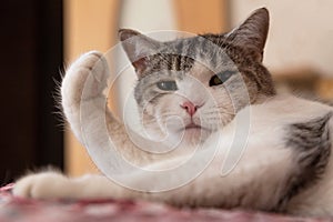 A white and gray cat is lying, raising its paw and  looking at you. The concept of an animal`s displeased, dismissive, or