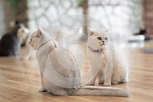 The white-gray cat sits wonderfully on the floor.