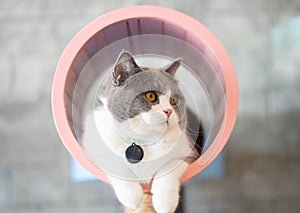 The white-gray cat sits wonderfully on the floor in the room. photo