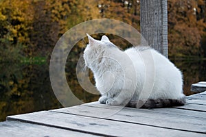white-gray cat sits on a wooden bridge on the pond muzzle turned away from the camera