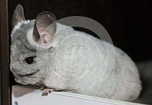 White gray Chinchilla