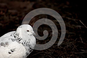 The white gray dove looks at you on dark background