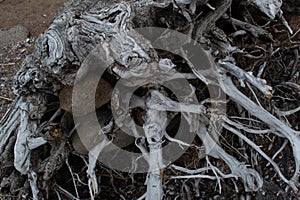 white gray dry patterned twisting tangled roots of an old dead tree on background of sand earth