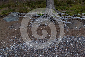 White gray dry patterned twisting tangled roots of old dead tree among sand earth with pebbles, green grass