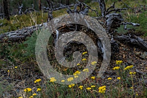 White gray dry patterned twisting tangled roots of old dead tree among yellow flowers and green grass in forest