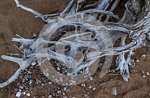 white gray dry twisting patterned tangled roots of old dead tree on backdrop of sand with colorful shells and pebbles