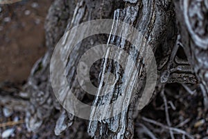 white gray dry twisting roots of old dead tree on backdrop of sand