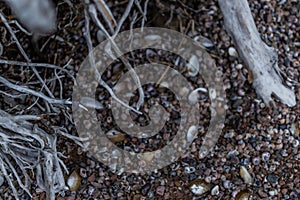 White gray dry twisting roots of old dead tree on background of sand earth with shells