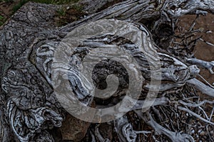 White gray dry twisting tangled roots of old dead tree on background of brown sand