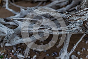 White gray dry twisting tangled roots of old dead tree on background of sand earth with shells