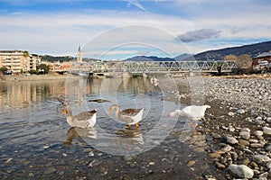 White and gray geese at the mouth of the river Entella - Chiavari - Italy photo