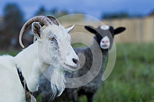 White and gray goat sheep