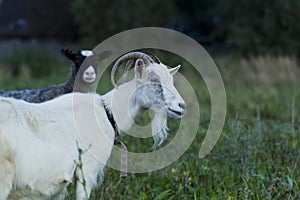 White and gray goat sheep