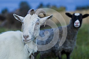 White and gray goat sheep