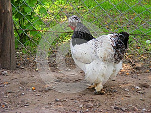 White gray hen of breed of Brama in farm