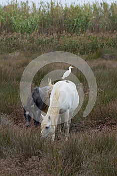 A White and Gray Horse with Cattle Egret