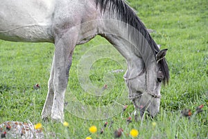 White gray horse grasing in a green meadow.