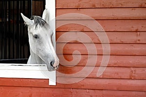 The white - gray horse is looking out the window. The exterior of the horse stable is made of brown wood planks, there is free