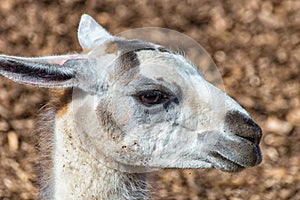 White Gray Llama in profile
