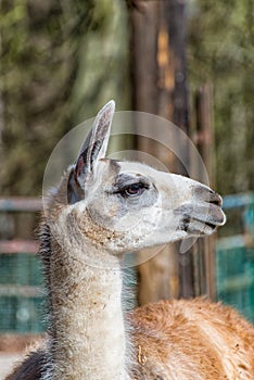 White Gray Llama in profile