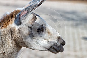 White Gray Llama in profile