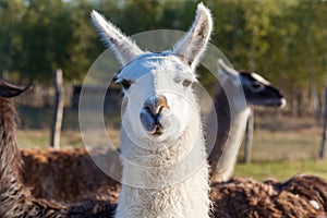 White and gray llamas