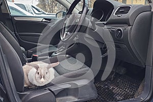 White gray rabbit in the right wheel car. He sits in the driver s seat and looks out into the open door