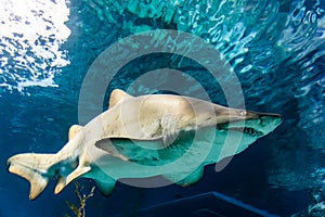 White and gray ragged tooth shark