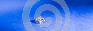 white gray rat close-up isolated on blue background, rat as symbol for new year. web banner.Experiments on rodents in