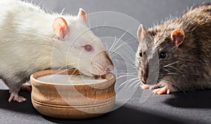 White and gray rats eat