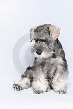 White-gray schnauzer dog sits and looks down on a white background, vertical frame. Sad puppy miniature schnauzer