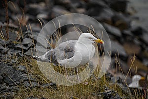 White and Gray Seagull(Larus Argentatus) standing on a rock
