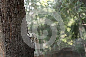 A white gray squirrel climbing on a tree and looking at the camera in the green park