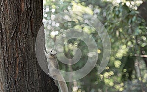 A white gray squirrel climbing on a tree and looking at the camera in the green park