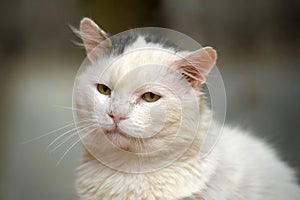 White and gray-stained sad cat