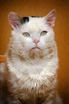 White and gray-stained sad cat
