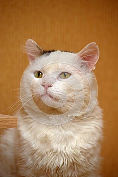 White and gray-stained sad cat