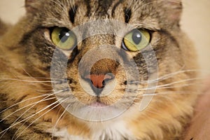 White and gray striped domestic cat looking directly into the camera with its intense yellow eyes