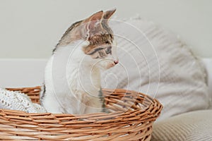 White with gray stripes cat 3-4 months sits in wicker basket and looks away in surprise. Interest non-breed kitten