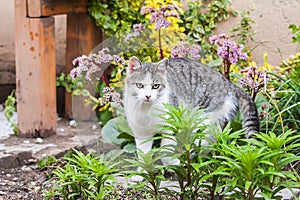 White and gray tabby cat, garden background