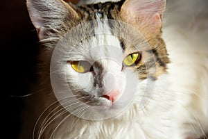 White gray tabby young kitten cat with beautiful yellow green eyes