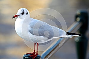 White and gray urban pigeon